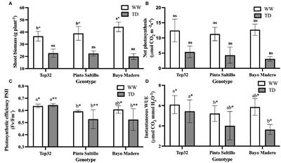 Contrasting Phaseolus Crop Water Use Patterns and Stomatal Dynamics in Response to Terminal Drought